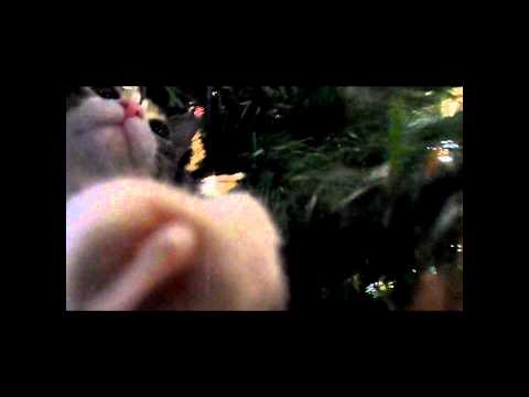Funny cat climbs Christmas tree