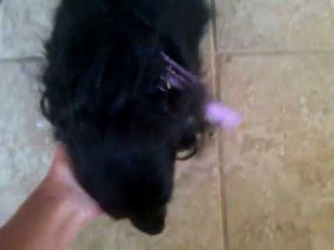 Funny Dog!  Hair brush gets stuck in dog’s ear fur!