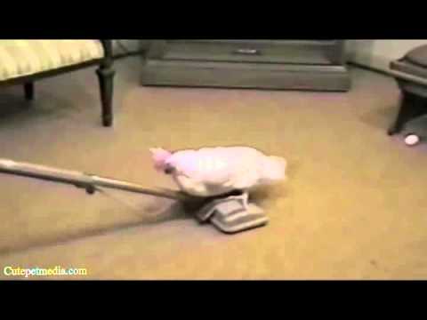 BEST FUNNY ANIMALS 2014 clip2