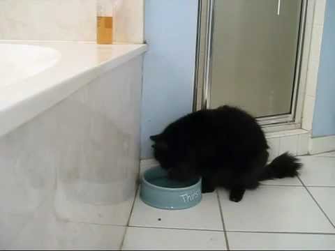 CUTE KITTY DRINKING WATER WITH PAWS!!! (funny animals)