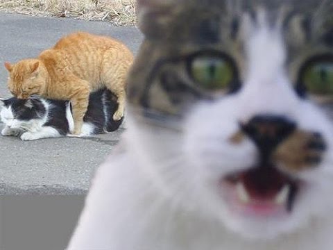 Funny Animals Video Clip | Animal Vines | 2014 Compilation Part 1