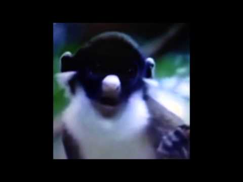 Vines Funny Animals #3
