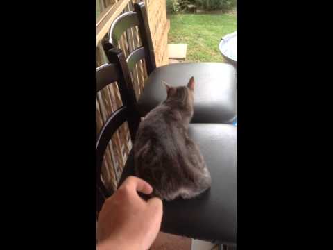 Funny cat scare