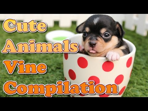 Cute and Funny Animals Vine Compilation March 2015