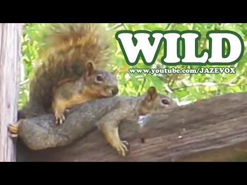 Two Cute Squirrels In The Wild – Weird Strange Funny Wildlife Animals [Short Version Video] Jazevox