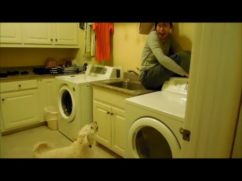 Funny Doggy Hide And Seek – Funny Pranks Funny Animals – Funny Fails Dog Comedy