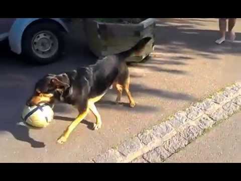 Dog steals ball from boy and flees – Funny Animal Clip