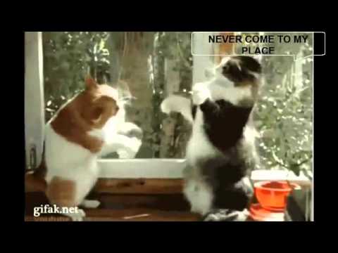 Funny Animals Compilation 2014 – may update