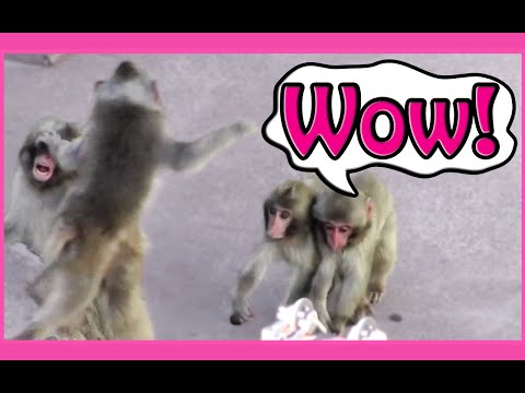 Battle of Four Little Monkey:Funny Animals