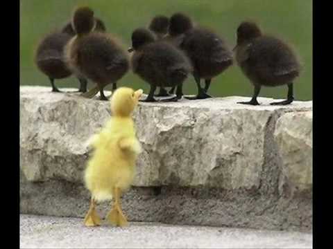 funny and cute animals!!!!