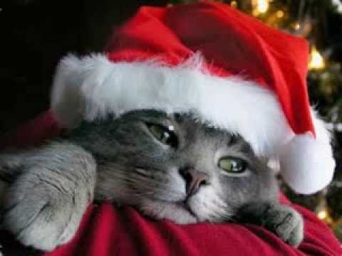 Funny Christmas Animals, Funny Christmas Photos, Funny Christmas