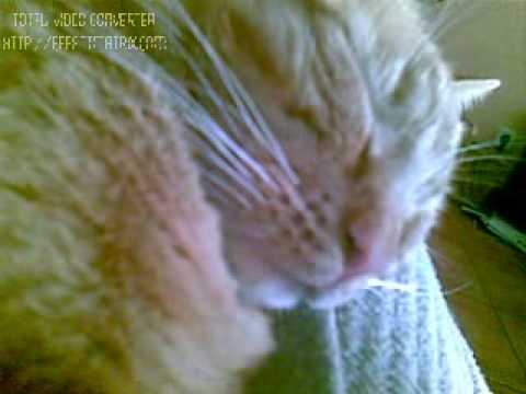 sleeping, snoring and dreaming (funny cat)