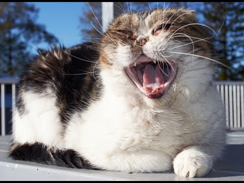 Funny Cat Exotic Short Hair Persian Cat Snoring Loudly