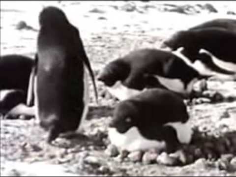 funny animals
