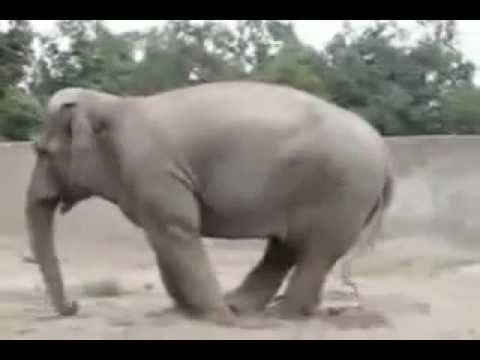 15 the most funny animals
