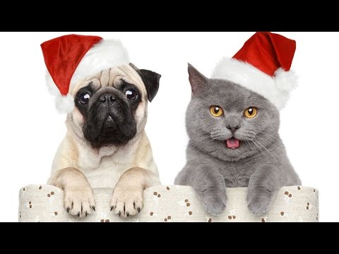 Xmas Cards – Merry Christmas and Happy New Year – funny animals