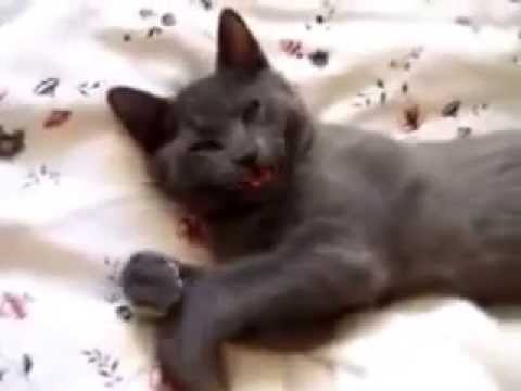 Cat want to sleep
