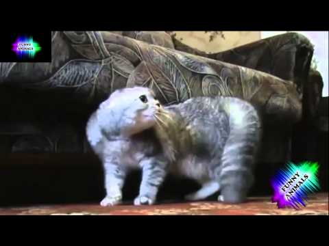 ТОП ПРИКОЛЫ С ЖИВОТНЫМИ//FUNNY ANIMALS 134