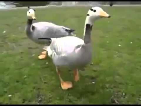 Tapdancing Duck Duck Goose