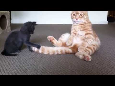 Two naughty cute cat –