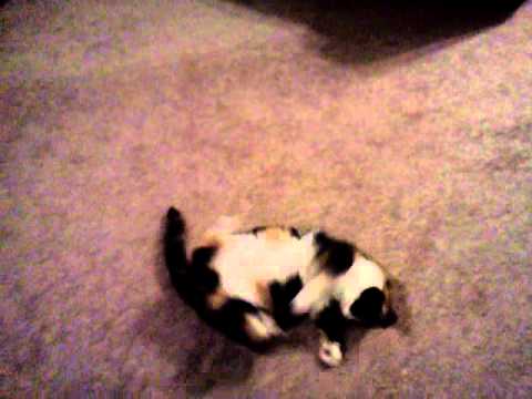 Funny cat