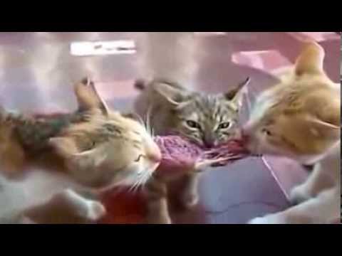 ★ Best Funny Animal Videos Ever!! Funny Cat Videos Compilation 2014 ★
