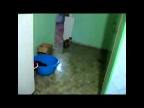 Funny Cat Compilation Cat climbs vertical wall h263 new 2014