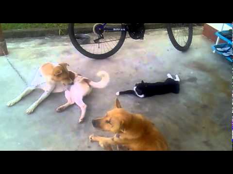 Funny cat playing with Fierce dog tail