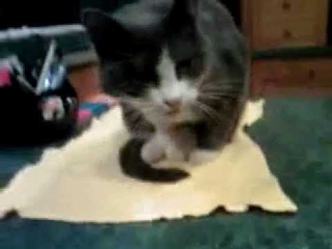 Funny Cat Sleeping Position