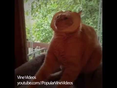 Funny Cat Vine Compilation 5