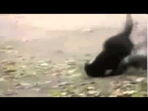 Dog police arrest two cats   funny cat fight