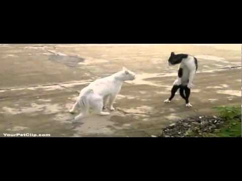 Funny Ninja Cat!