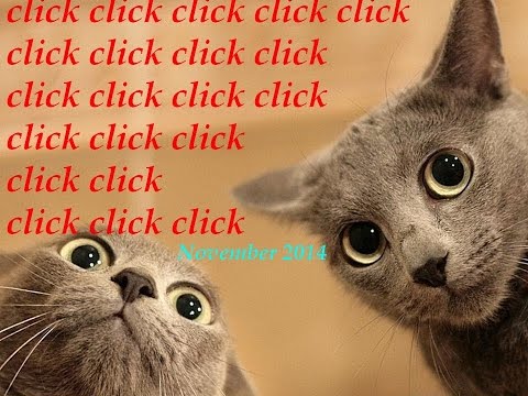 Cute Cats : Funny cat compilation (November 2014)