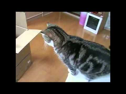 The funny Japanese cat MARU