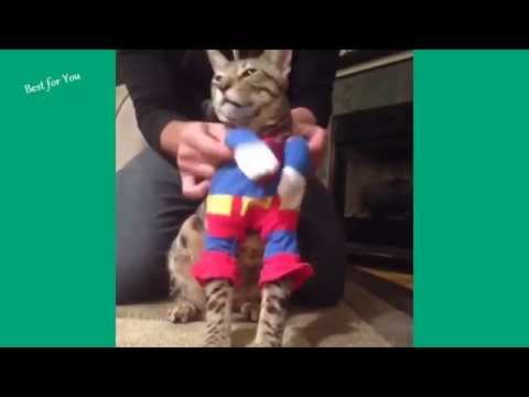 funny cats Vines Compilation 2014 720p
