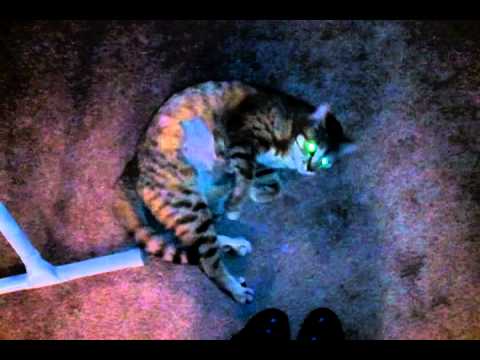 Crazy Funny Cat won’t let me pass!
