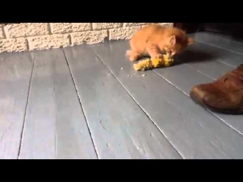 Funny cats and also cute