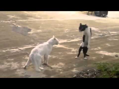 funny cats,funny cat videos,funny animals,funny video,cats funny,funny videos,funny cat