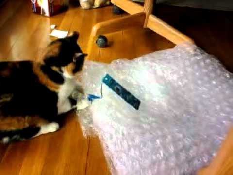 funny cat loves bubble wrap
