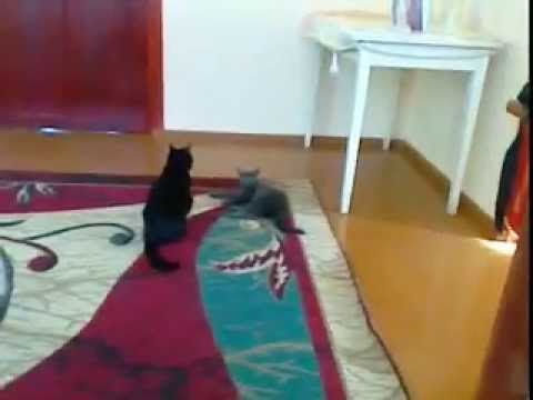 Joke – a cat plays – Прикол – кошка играет