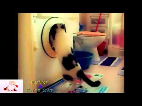Funny Confused Cat   Litter box FAIL