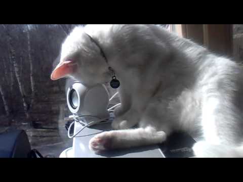 funny sleeping cat