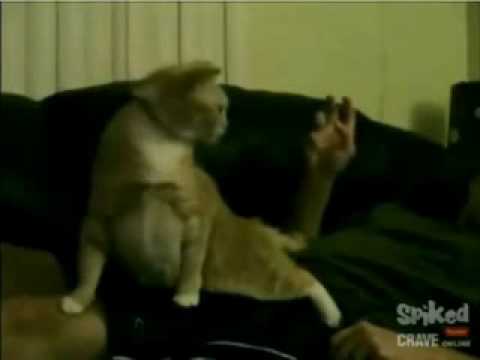 Funny cat