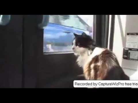 funny cat on bus