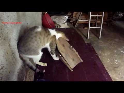 Funny cat fail – Desperate try to catch a mouse !