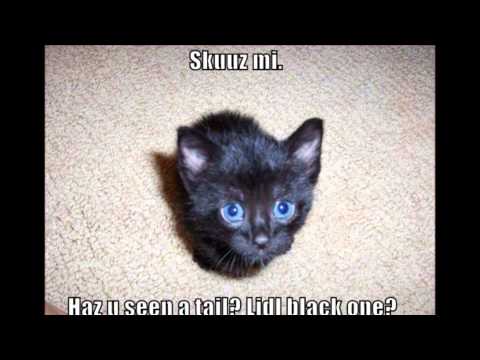Cute and Funny Cat Pics 2