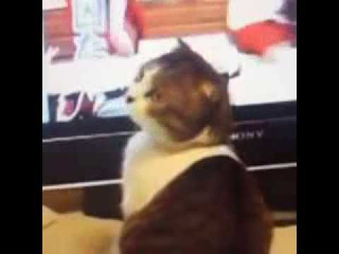 Funny Cat i Kill You