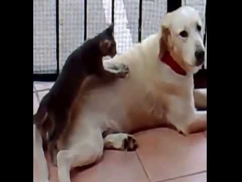 Kot masuje psa – śmieszne – Funny cat massage