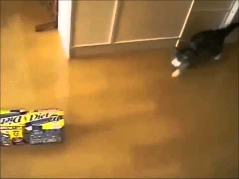 Funny cat who loves wrappings