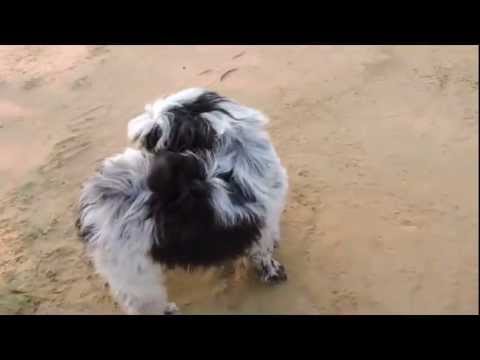 Funny Animals 2015,2016 Video compilation, Top Funny Dog,Cat Video